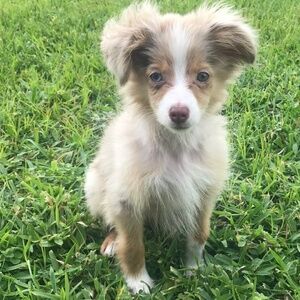 Meet your Posher, Ginger